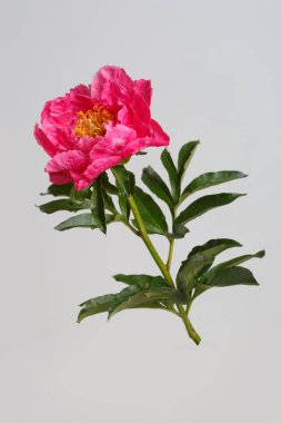 Gri arka planda izole edilmiş parlak pembe şakayık..