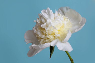 Sıra dışı şakayıklar mavi arka planda izole edilmiş.