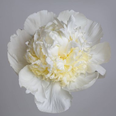 Hassas beyaz şakayık. Gri arka planda soyutlanmış sofistike bir merkezi var..