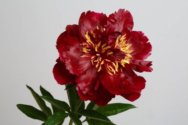 Koyu kırmızı şakayık gri arka planda izole edilmiş.