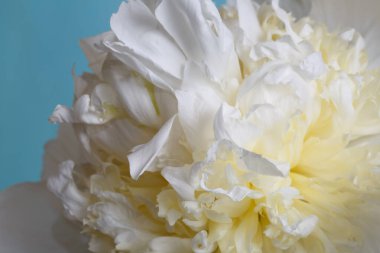 Bej mavisi, makro renkte izole edilmiş şakayıklar..