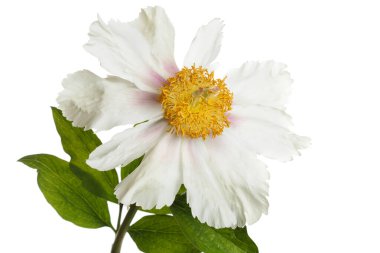 Beyaz arka planda izole beyaz şakayık.