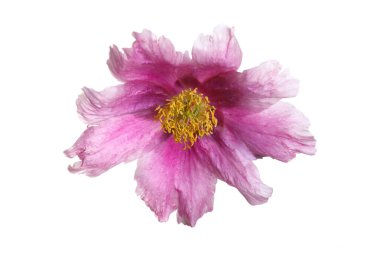 Beyaz arka plan üzerinde izole mor Şakayık çiçeği.