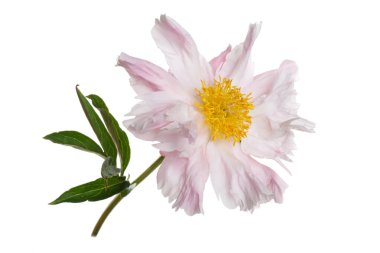 Nazikçe pembe şakayık, beyaz arka planda izole edilmiş..