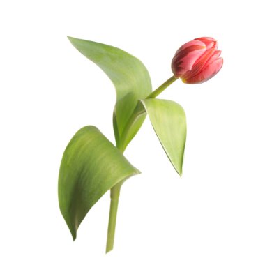 Beyaz arka planda izole edilmiş güzel pembe lale çiçeği..