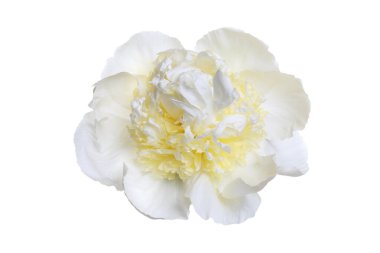 Beyaz-sarı şakayık, beyaz arka planda soyutlanmış şakayık..