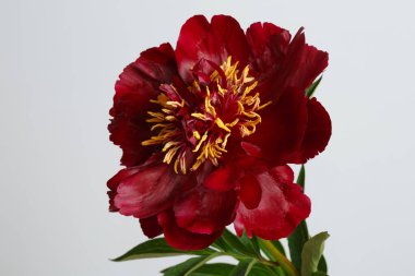 Koyu kırmızı şakayık gri arka planda izole edilmiş.