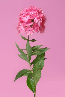 Pembe arkaplanda izole edilmiş pembe bir fenomen dalı..