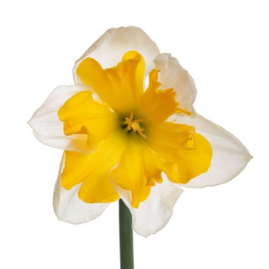 Nergis çiçeği beyaz arkaplanda izole edilmiş.