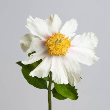 Beyaz şakayık gri arka planda izole edilmiş.