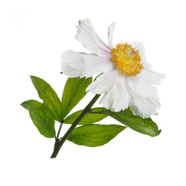 Beyaz arka planda izole beyaz şakayık.