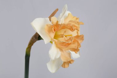 Gri arkaplanda izole edilmiş güzel nergis çiçeği.