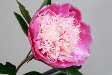 Gri bir arka planda izole bir ışık merkezi olan pembe renkli şakayık çiçeği..