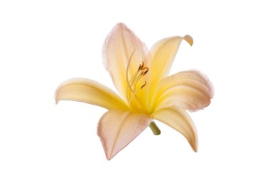 Sarı turuncu günlük çiçek beyaz arkaplanda izole.