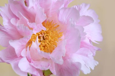 Bej arka planda izole edilmiş yumuşak pembe şakayık çiçeği..