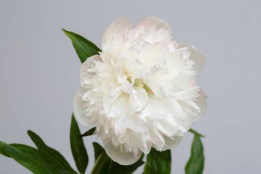 Gri arkaplanda yalıtılmış yumuşak beyaz şakayık.