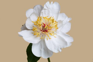 Beyaz şakayık bej arka planda izole edilmiş.