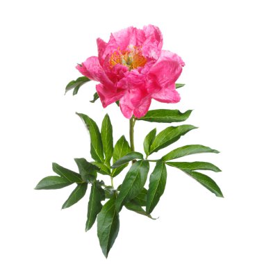 Beyaz arka planda izole edilmiş parlak pembe şakayık..