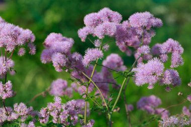 Bir yaz günü tarlada çiçek açan.