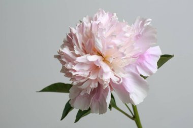 Gri arka planda izole edilmiş yumuşak pembe şakayık çiçeği.