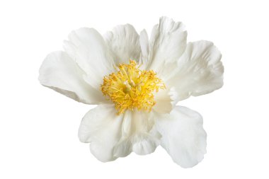 Beyaz arka planda sarı merkezli basit beyaz şakayık..