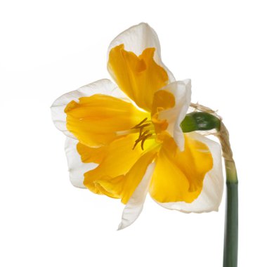 Parlak sarı merkezli nergis çiçeği beyaz arkaplanda izole edilmiş..