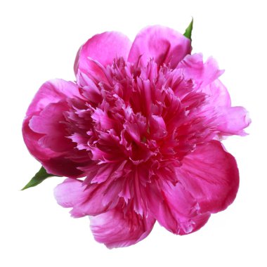 Beyaz arka planda izole edilmiş parlak pembe şakayık çiçeği..