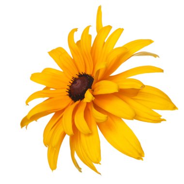 Sarı Terry çiçeği Rudbeckia beyaz arkaplanda izole edildi.