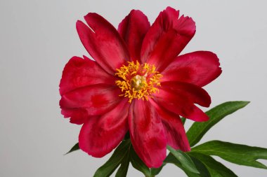 Gri arkaplanda kırmızı şakayık çiçeği izole.