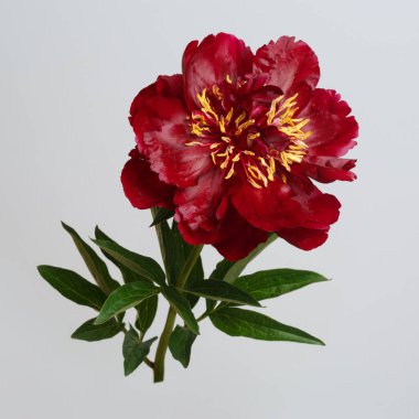 Koyu kırmızı şakayık gri arka planda izole edilmiş.