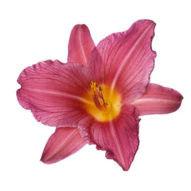 Beyaz bir arka planda izole edilmiş parlak bir çiçek..
