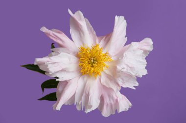 Leylak arkaplanda yalıtılmış pembe bir şakayık..