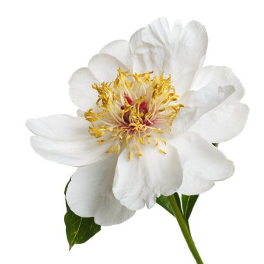 Beyaz arka planda izole edilmiş zarif beyaz şakayık.