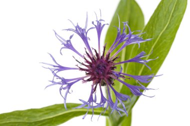 Beyaz arkaplanda yalıtılmış çiçek.