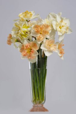 Gri bir arka planda izole edilmiş cam bir vazodaki narin nergis buketi..