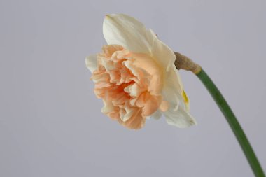 Gri arkaplanda izole edilmiş güzel nergis çiçeği.