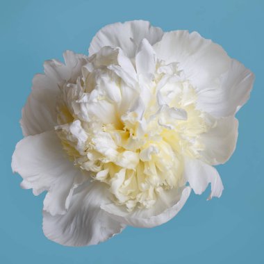 Sıra dışı şakayıklar mavi arka planda izole edilmiş.