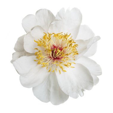 Beyaz arka planda izole edilmiş zarif beyaz şakayık.