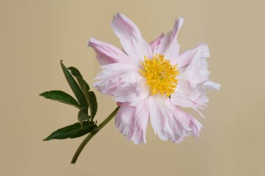 Bej arka planda izole edilmiş yumuşak pembe şakayık çiçeği..