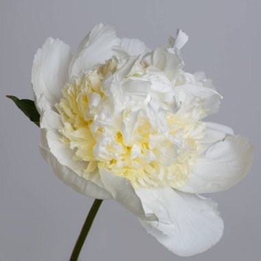 Hassas beyaz şakayık. Gri arka planda soyutlanmış sofistike bir merkezi var..