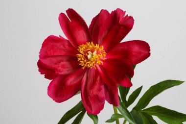 Gri arkaplanda kırmızı şakayık çiçeği izole.