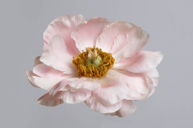 Gri arka planda izole edilmiş yumuşak pembe şakayık.