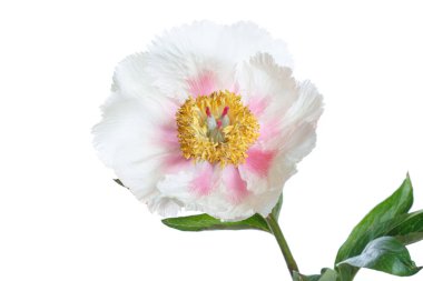 Beyaz arka planda izole edilmiş narin şakayık çiçeği.