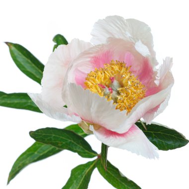 Nazik pembe şakayık çiçeği beyaz arka planda izole edilmiş..