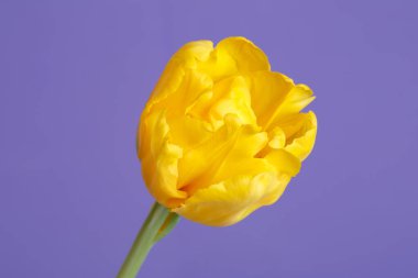 Sarı lale çiçeği, mor arkaplanda izole edilmiş..