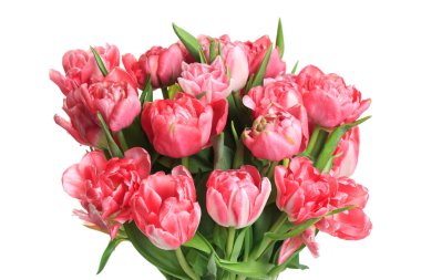 Beyaz arka planda izole edilmiş pembe laleler..