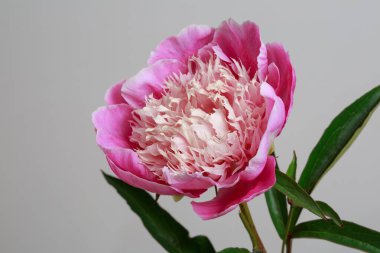 Gri bir arka planda izole bir ışık merkezi olan pembe renkli şakayık çiçeği..