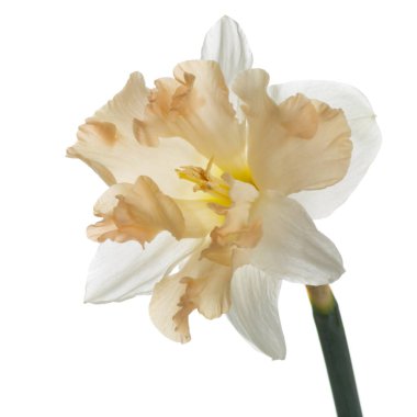 Japon narsist çiçeği beyaz arkaplanda izole edilmiş..