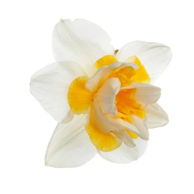 Nergis çiçeği beyaz arkaplanda izole edilmiş.