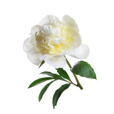 Beyaz-sarı şakayık, beyaz arka planda soyutlanmış şakayık..